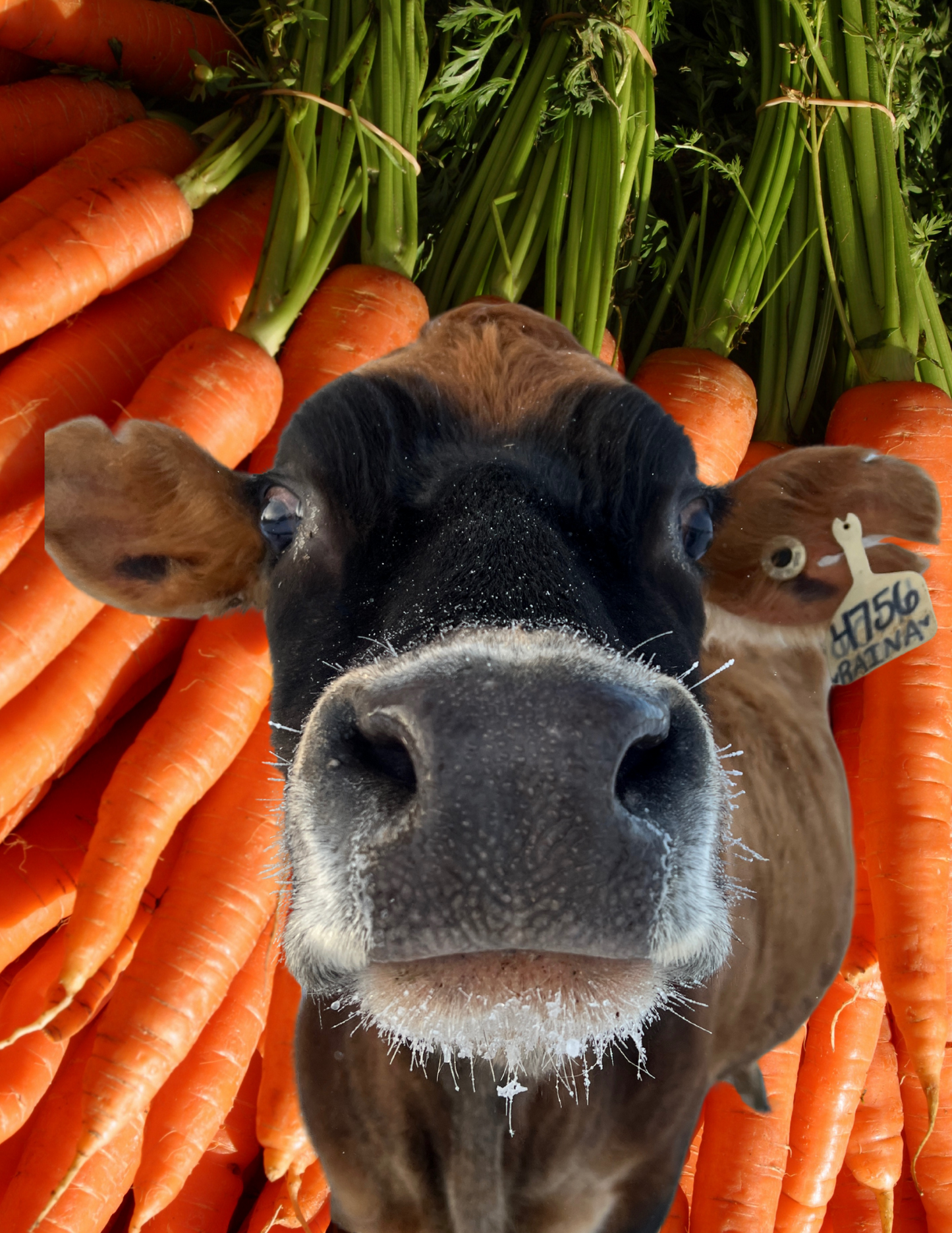 1 Crunchy Carrot for Raina