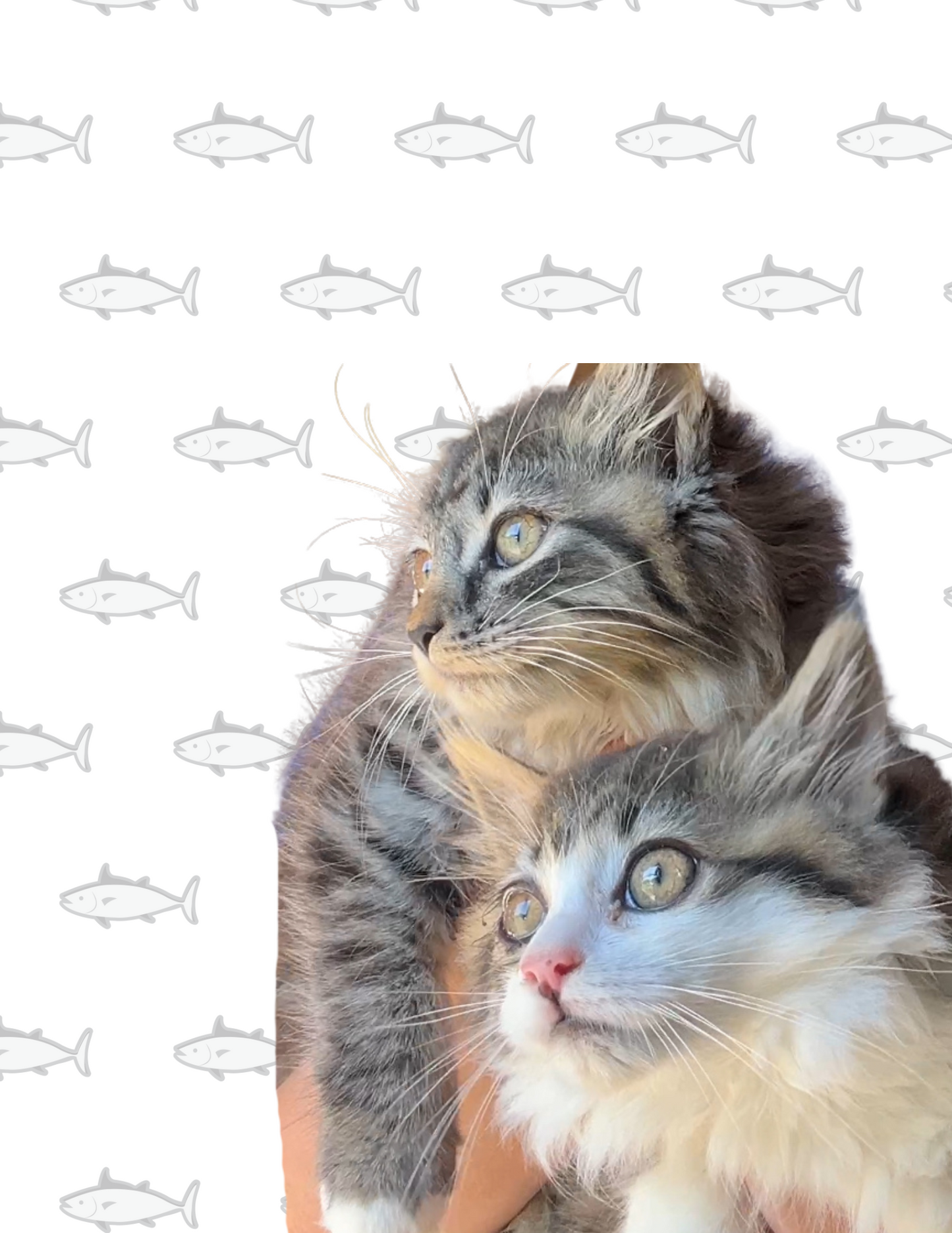 Meat for Kitty Chesney
