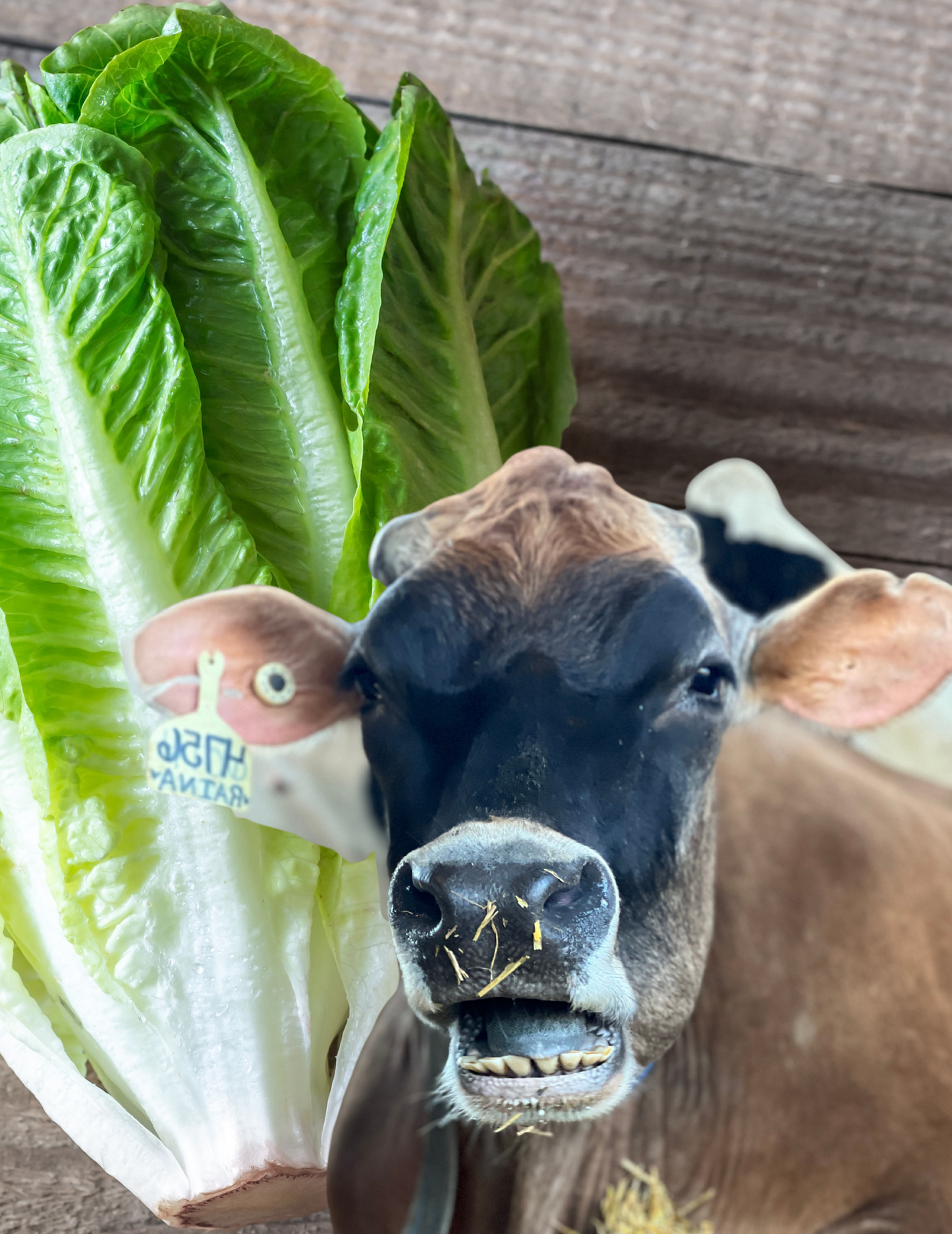 1 crunchy head of lettuce for Raina