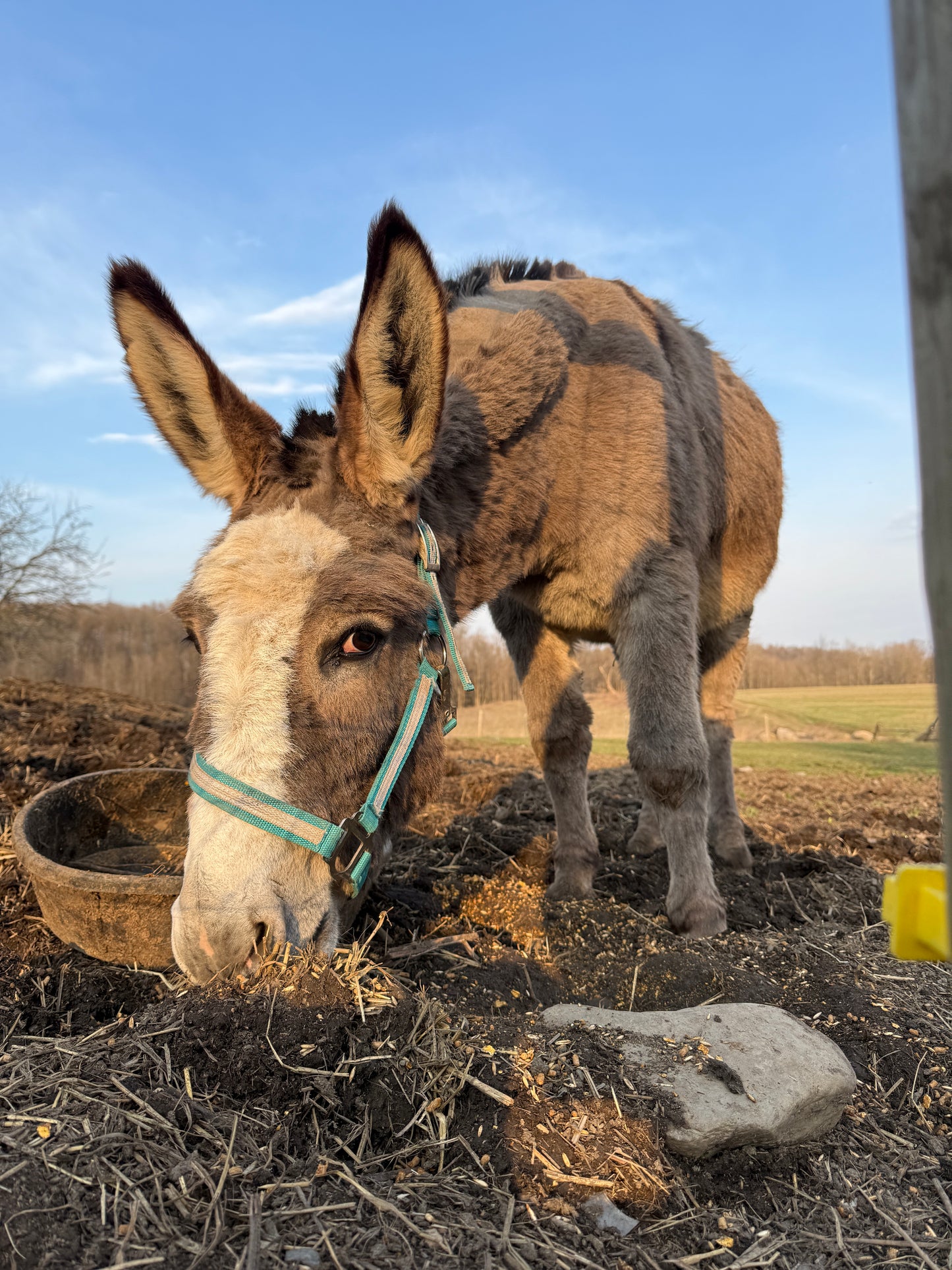 Carrot for Johnny