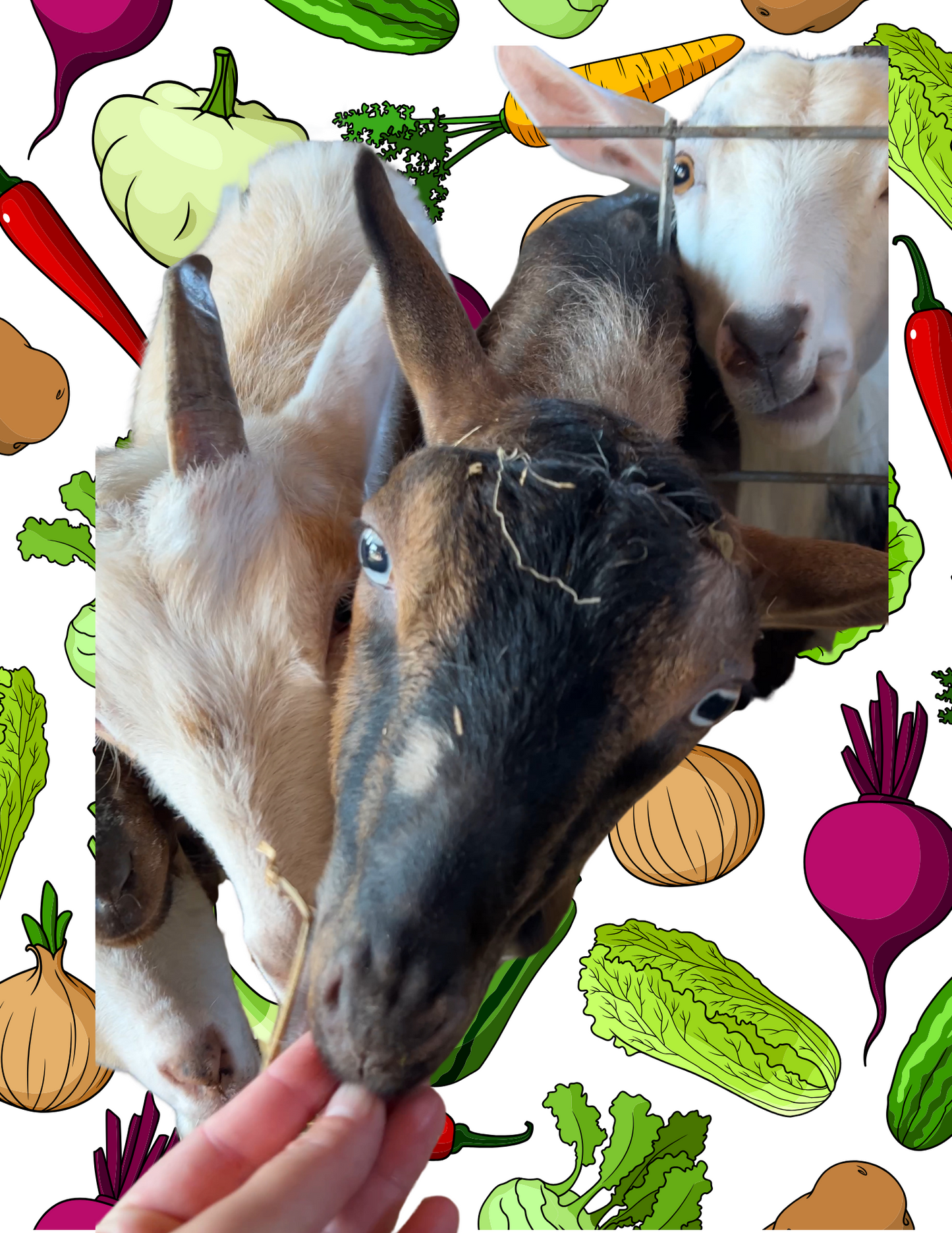 Vegetables for Goats