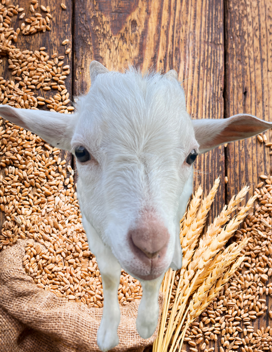 Grain for the Goats