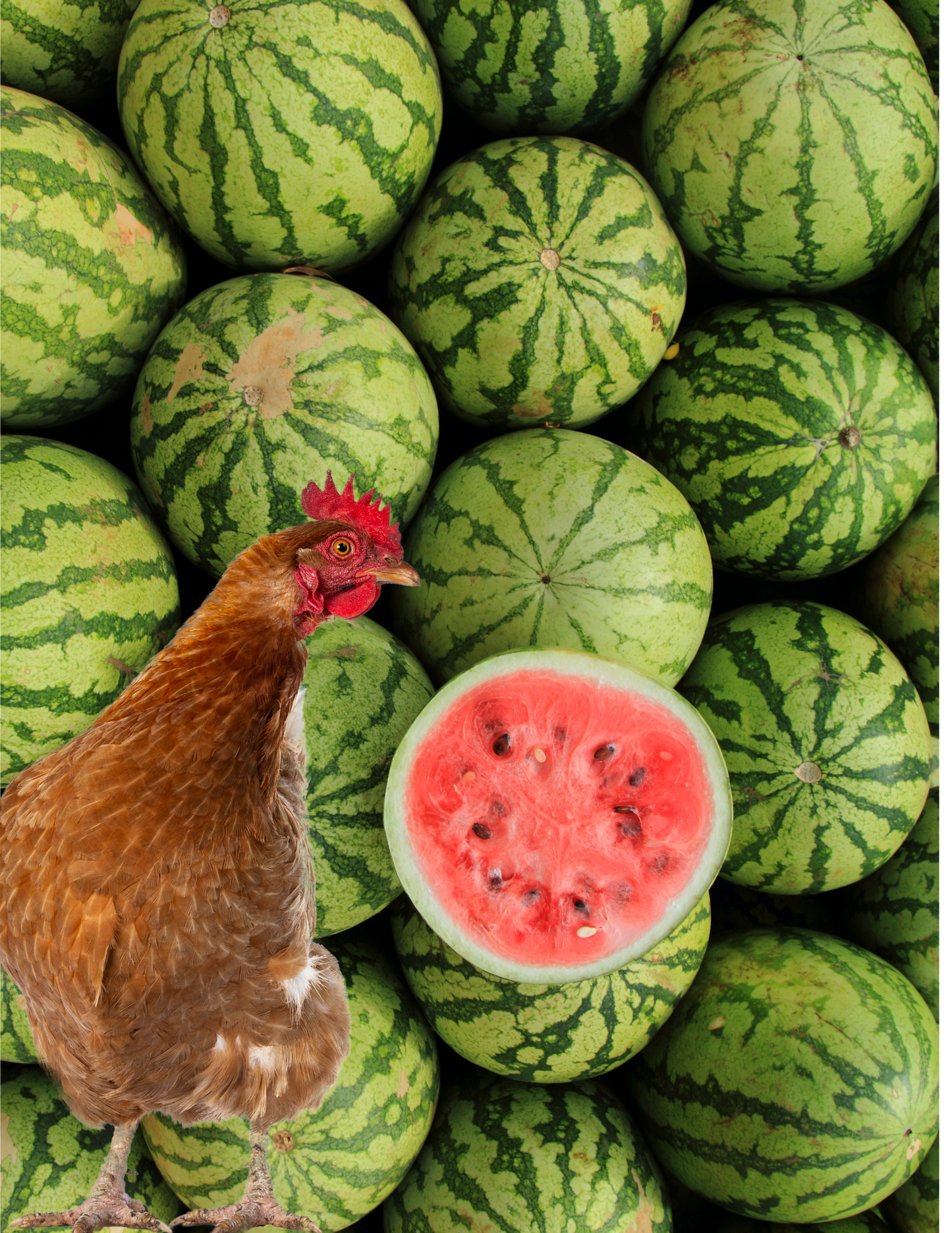 1/2 a Watermelon for the Chickens
